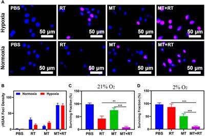 The Use of Bionic Prodrugs for the Enhancement of Low Dose Radiotherapy